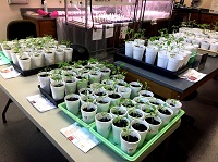MATH AND SCIENCE CLUB PLANT SALE