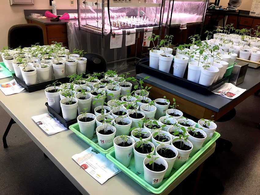 Here are a few of the more than 600 plants members of East Mississippi Community College’s Scooba campus will sell throughout the month of April.